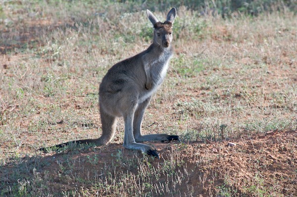 AustraliaAdelaide 10  154